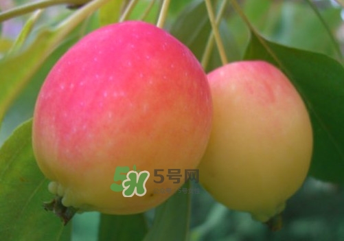 海棠果是不是小蘋果？海棠果和小蘋果的區(qū)別