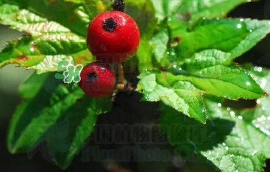 海棠果是山楂嗎？海棠果和山楂的區(qū)別