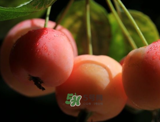 海棠果什么時(shí)候成熟？海棠果幾月份成熟