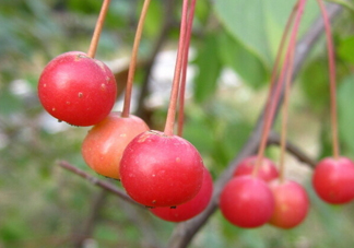 海棠果是山楂嗎？海棠果和山楂的區(qū)別