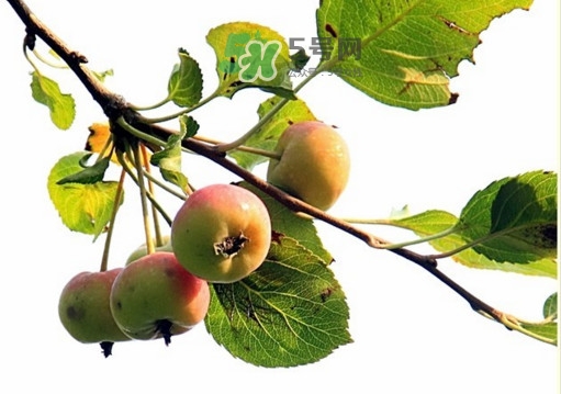 海棠果是不是小蘋果？海棠果和小蘋果的區(qū)別