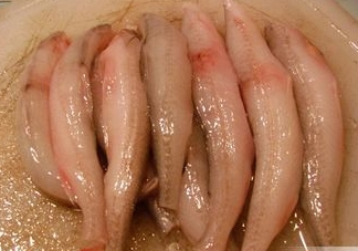 龍頭魚有刺嗎？龍頭魚有魚鱗嗎