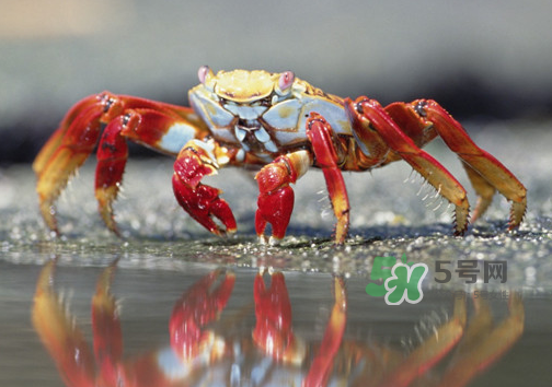 海螃蟹什么時候最肥？海螃蟹什么季節(jié)最好吃？