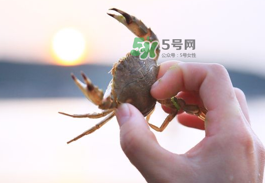 海螃蟹能冷凍保存嗎？海螃蟹放冰箱冷凍嗎？