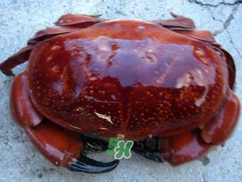 面包蟹可以直接蒸嗎？清蒸面包蟹怎么做？