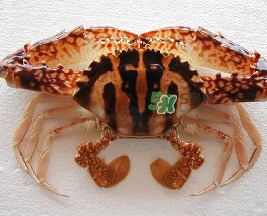 花蟹多少錢一斤 花蟹怎么挑 花蟹多少錢一斤 花蟹怎么挑