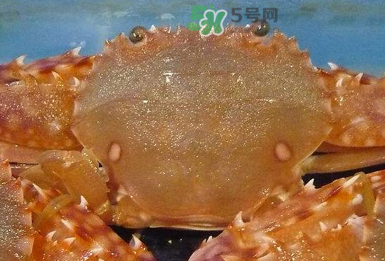 ?花蟹可以放冰箱嗎？花蟹怎么保存才新鮮？