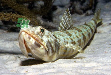 龍頭魚(yú)是海魚(yú)嗎？龍頭魚(yú)是海鮮嗎