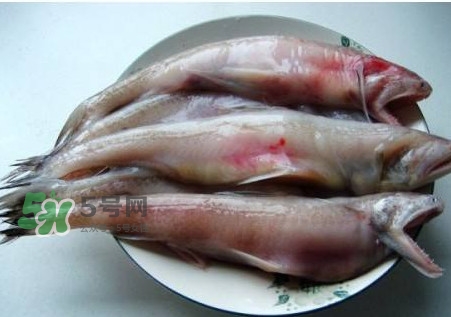 龍頭魚可以冷凍嗎？龍頭魚怎么保存