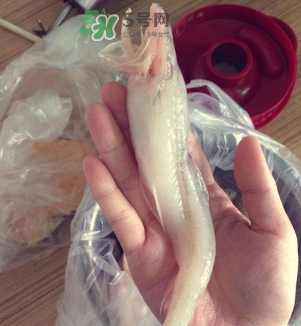 買龍頭魚怎么挑選？冰凍龍頭魚怎么去內(nèi)臟