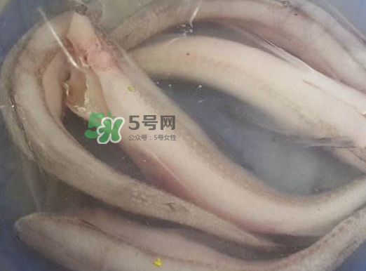 買龍頭魚怎么挑選？冰凍龍頭魚怎么去內(nèi)臟