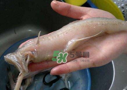 水潺湯怎么做？水潺燉豆腐的做法