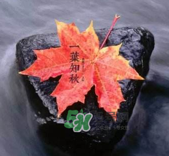 立秋后是不是早晚天氣涼？立秋后天氣有什么變化？