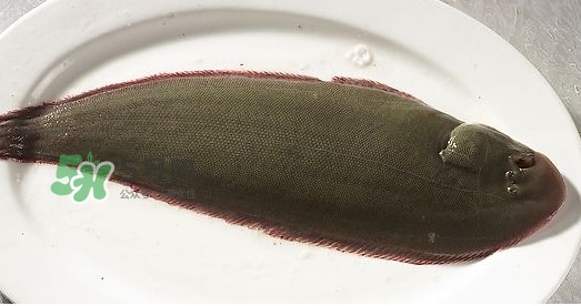 龍利魚多少錢一斤？龍利魚是什么魚