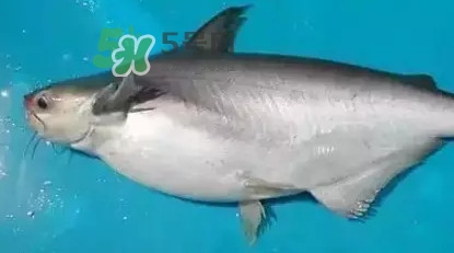 龍利魚怎么挑選？龍利魚與越南巴沙魚的區(qū)別