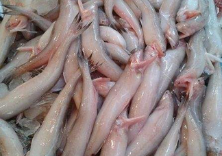 龍頭魚為什么有甲醛？龍頭魚為什么叫龍頭魚