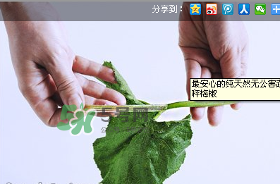 南瓜苗怎么做好吃？南瓜苗怎么撕？