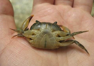 海螃蟹死了還能吃嗎？海螃蟹死了多久還能吃？