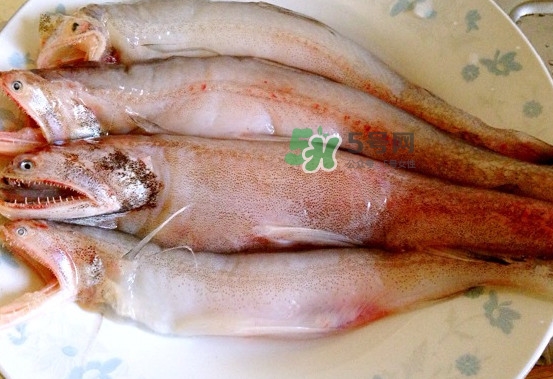 龍頭魚是什么魚？龍頭魚多少錢一斤？