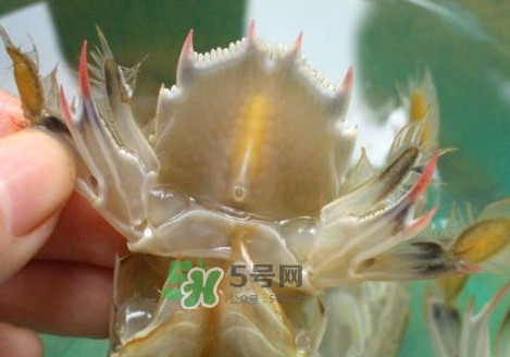 蝦蛄怎么吃？蝦蛄怎么做好吃？