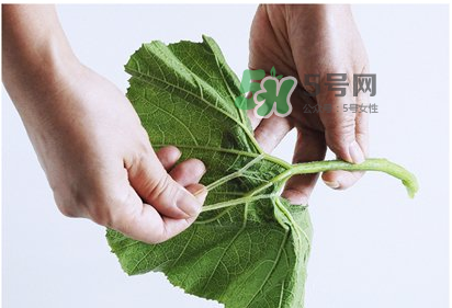 南瓜苗怎么做好吃？南瓜苗怎么撕？