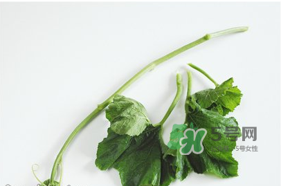 南瓜苗怎么做好吃？南瓜苗怎么撕？