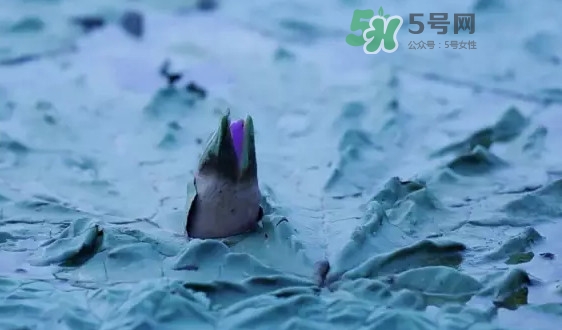 雞頭米是什么？雞頭米是芡實(shí)嗎