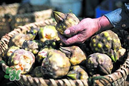 雞頭米可以生吃嗎？雞頭米能生吃嗎