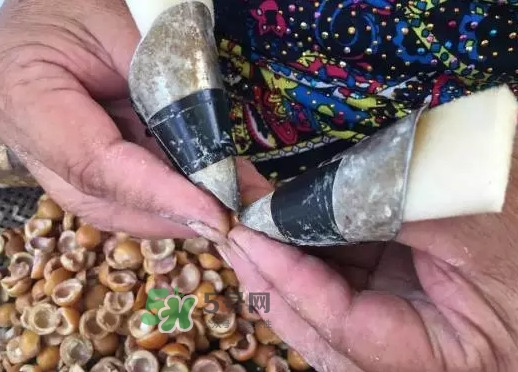 雞頭米可以生吃嗎？雞頭米能生吃嗎