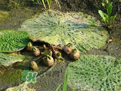 雞頭米什么時(shí)候上市？雞頭米什么時(shí)候最好吃