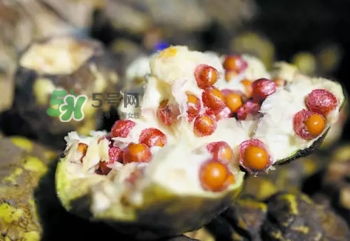 雞頭米為什么這么貴？雞頭米到底哪里像雞頭