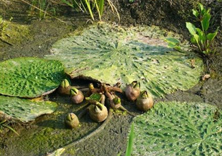 雞頭米怎么種植？雞頭米怎么保存