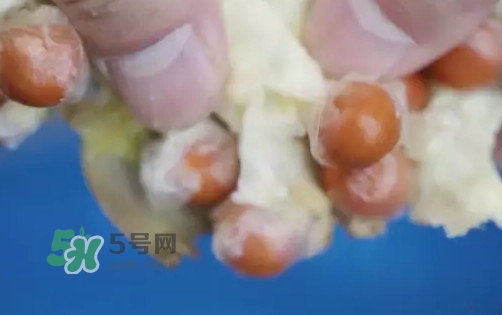 雞頭米是什么？雞頭米是芡實(shí)嗎