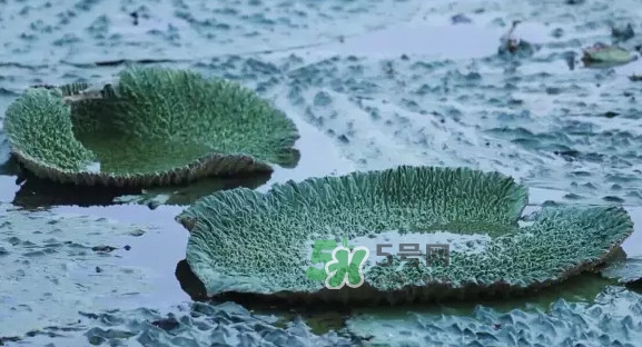 雞頭米是什么？雞頭米是芡實(shí)嗎