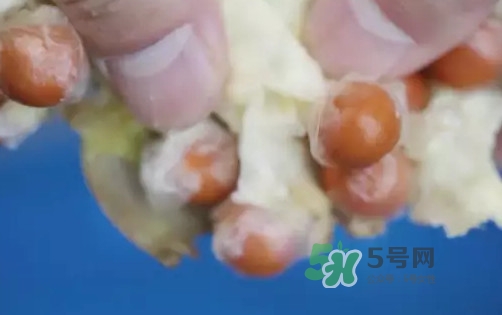 雞頭米什么時(shí)候上市？雞頭米什么時(shí)候最好吃