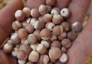 雞頭米有什么營養(yǎng)價(jià)值？雞頭米的功效與作用