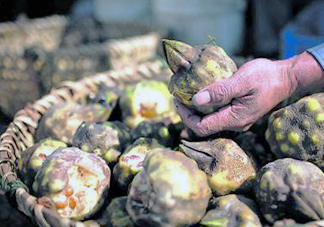 雞頭米是涼性的嗎？雞頭米是哪里的特產(chǎn)