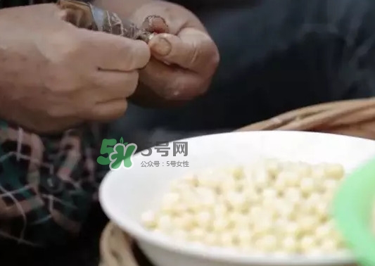 雞頭米是什么？雞頭米是芡實(shí)嗎