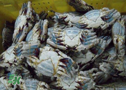 梭子蟹放冷藏能活多久？梭子蟹放冷凍保存多久？