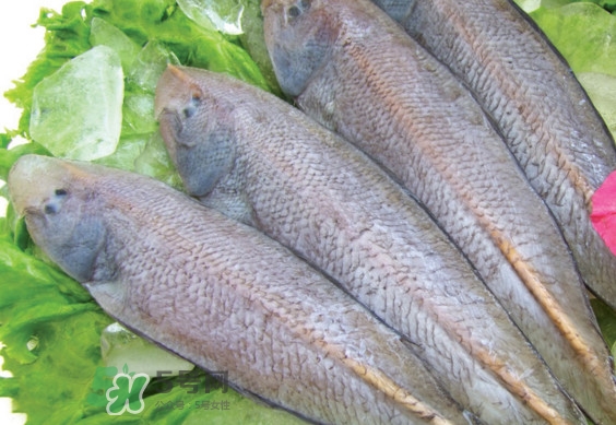 龍利魚有寄生蟲嗎？龍利魚有假的嗎