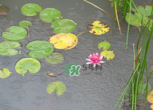 2017處暑會(huì)下雨嗎？處暑會(huì)下雨好嗎？