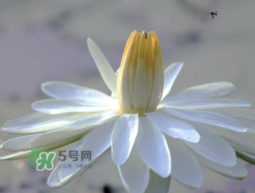 2017處暑還熱嗎？2017處暑后天氣還熱嗎？