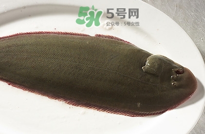 活的龍利魚怎么保存？新鮮龍利魚能放多久