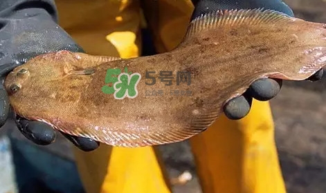 龍利魚是淡水魚嗎？龍利魚是巴沙魚嗎