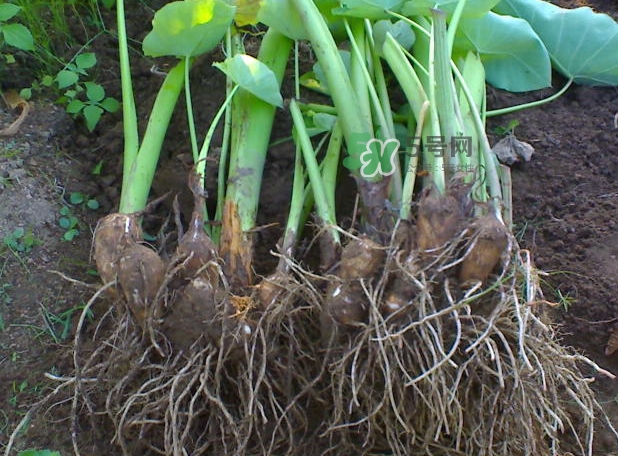 減肥可以吃芋頭嗎？芋頭熱量高嗎？