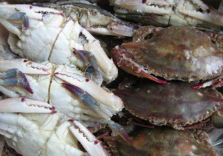 冷凍的梭子蟹能吃嗎？冷凍的梭子蟹怎么做？