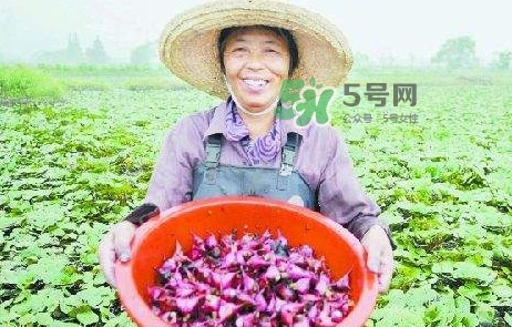 紅菱怎么種植？新鮮紅菱怎么保存