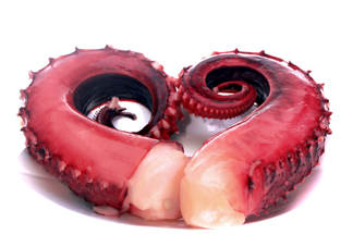 章魚血是什么顏色？章魚血為什么是藍(lán)色？