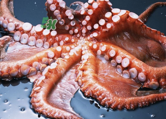 章魚有幾個心臟？章魚有幾條腿