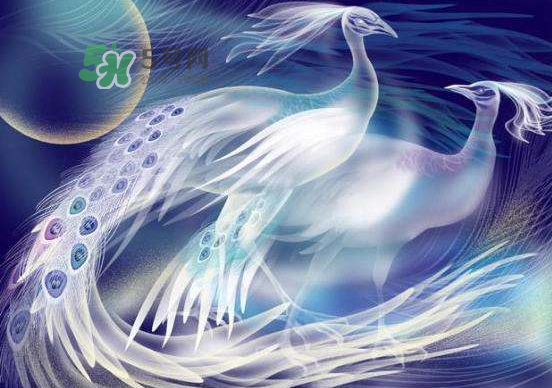 2017七夕會(huì)出鳳求凰嗎？2017鳳求凰七夕返場(chǎng)